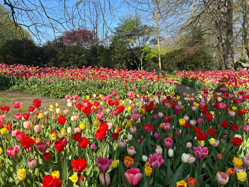 A vibrant floral display of tulips in various shades of red, pink, yellow, purple, and white arranged in a lush garden setting. The flowers are densely packed, creating a colorful carpet of blooms wit
