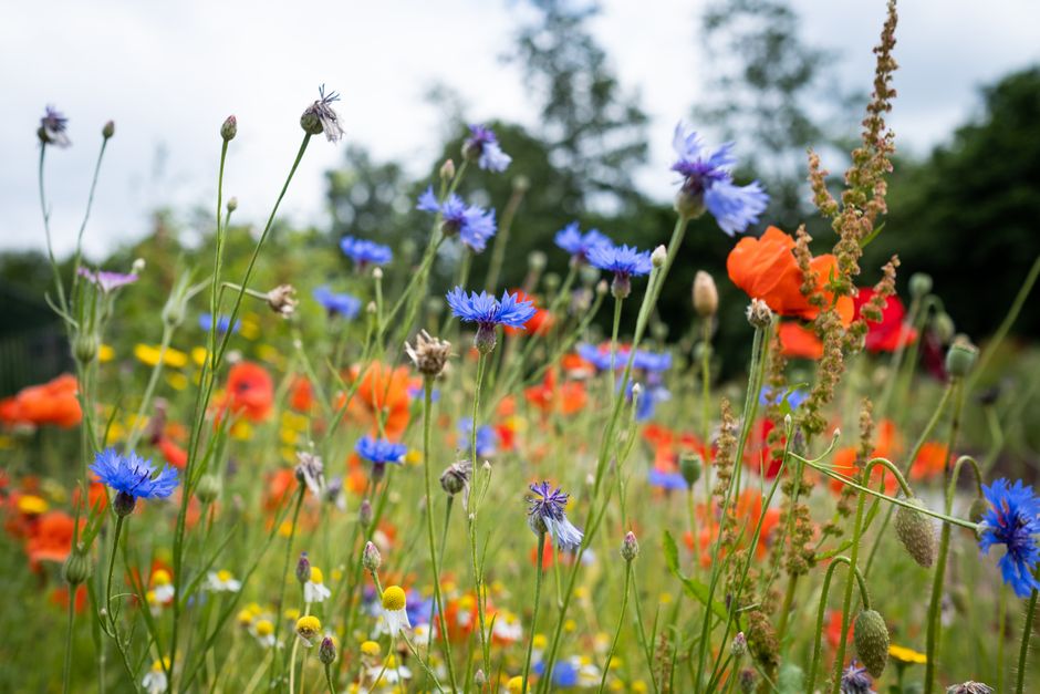 A vibrant wildflower meadow featuring blue cornflowers, orange poppies, yellow daisies, and pinkish-purple wildflowers, with green stems and leaves. The flowers are in full bloom, with some buds yet t