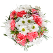 This cheerful bouquet is a vibrant celebration of Earlsfield's sociable spirit, masterfully arranged so that every detail feels considered and fresh. At its core, crisp white daisies with brilliant green centers radiate outward, reminiscent of the sunny expanses along Garratt Park. Plush coral-pink carnations nestle around them, their softly ruffled petals adding warmth, depth, and a gentle sense of welcome. Fine sprays of gypsophila are woven throughout, lending a luminous, dreamy lightness, while the subtle presence of alstroemeria buds with hints of blush, plum, and magenta create a poetic counterpoint and a hint of what's to come. Silvery eucalyptus and deeper sprigs of green foliage infuse natural fragrance and further enhance the bouquet's abundant, rounded silhouette. Crafted for moments of joyful celebration-from birthdays to congratulations, or simply to uplift a home near Earlsfield Station-this bouquet embodies a florist's commitment to capturing life's brightest moments. Its fresh, balanced palette and comforting textures offer a floral embrace, perfect for delivery across the heart of SW18.